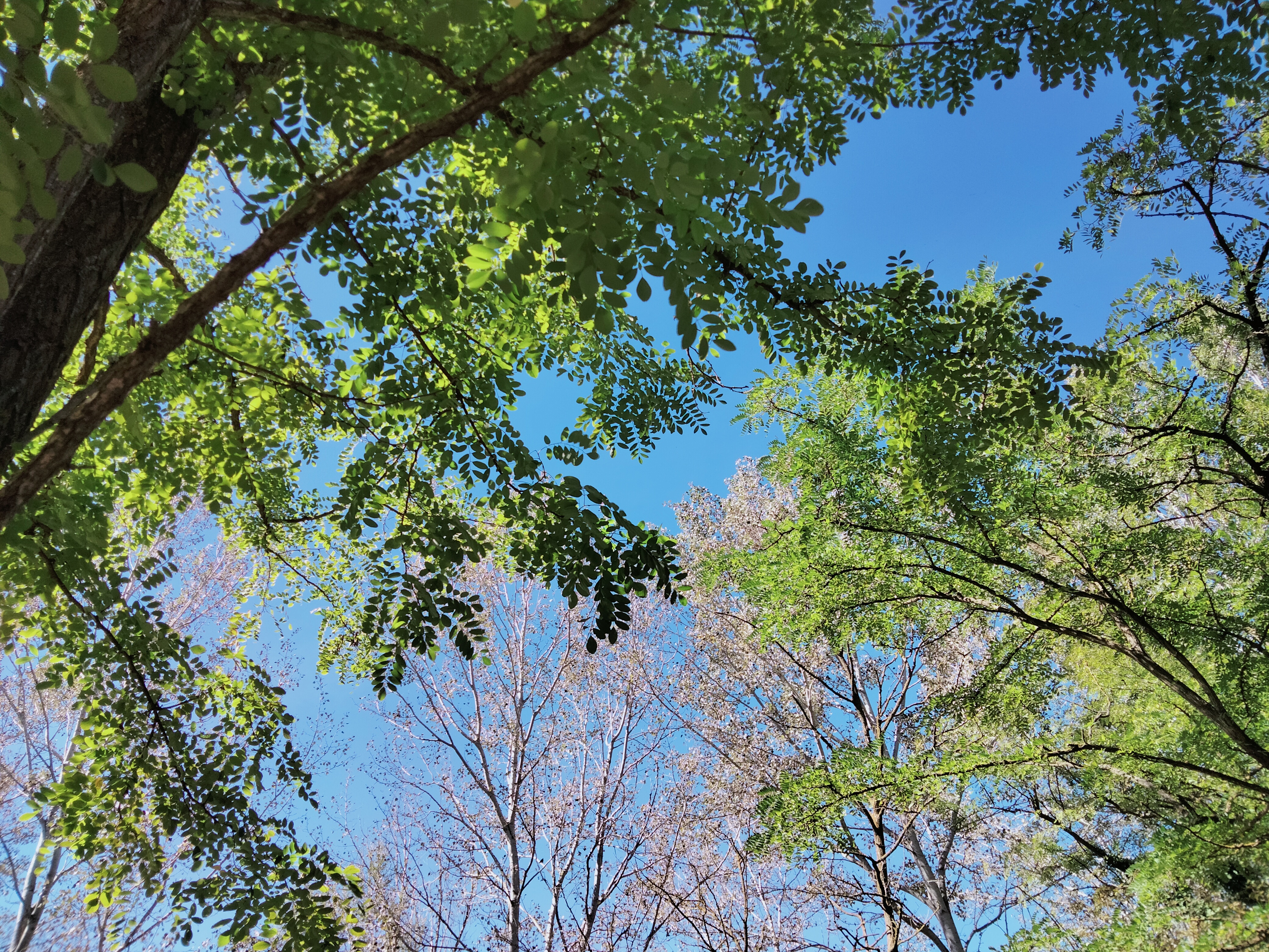 Imatge pels mitjans: Aprofitar l&#39;aigua de pluja per regar